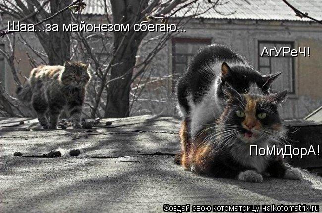 Котоматрица: АгУРеЧ! ПоМиДорА! Шаа...за майонезом сбегаю...