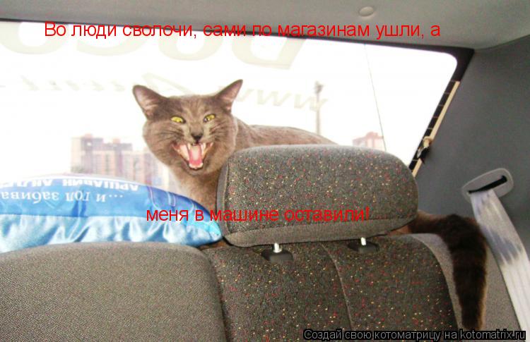 Котоматрица: Во люди сволочи, сами по магазинам ушли, а  меня в машине оставили!