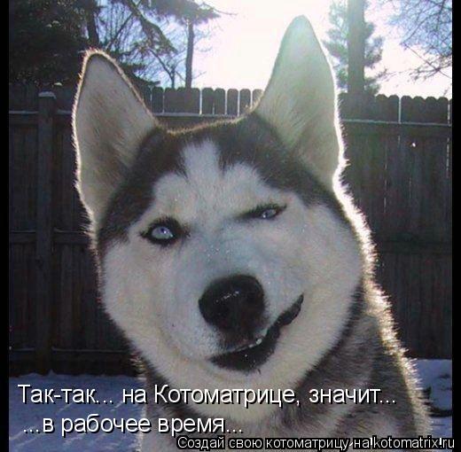 Котоматрица: Так-так... на Котоматрице, значит... ...в рабочее время...
