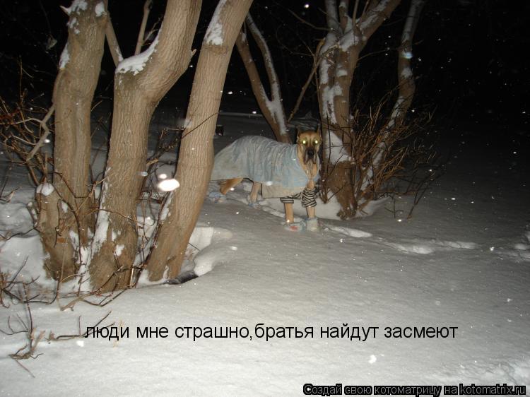 Котоматрица: люди мне страшно,братья найдут засмеют