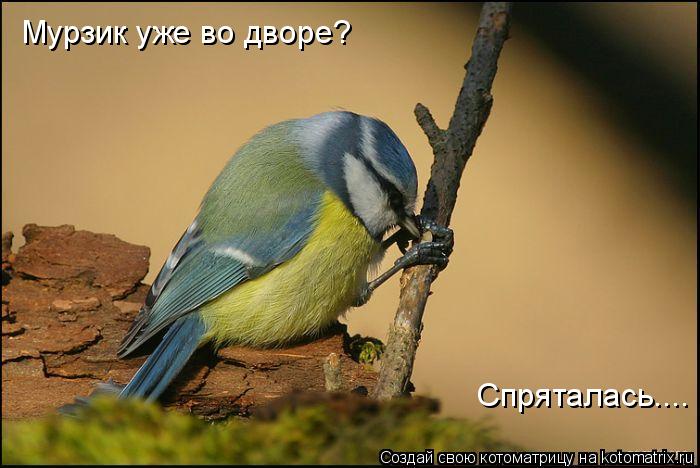 Спряталась.... Мурзик уже во дворе?... Котоматрица: Спряталась.... Мурзик уже во дворе?