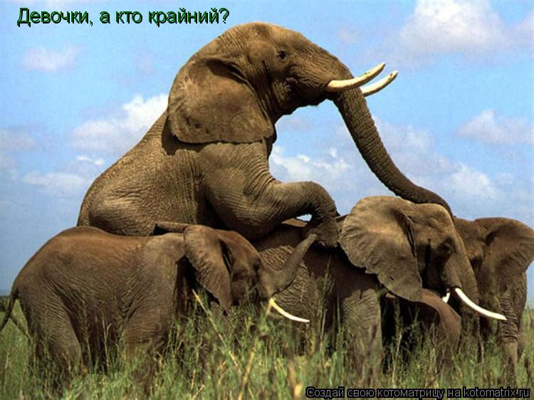 Котоматрица: Девочки, а кто крайний?