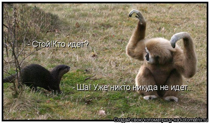 Котоматрица: - Стой!Кто идет? - Ша! Уже никто никуда не идет...