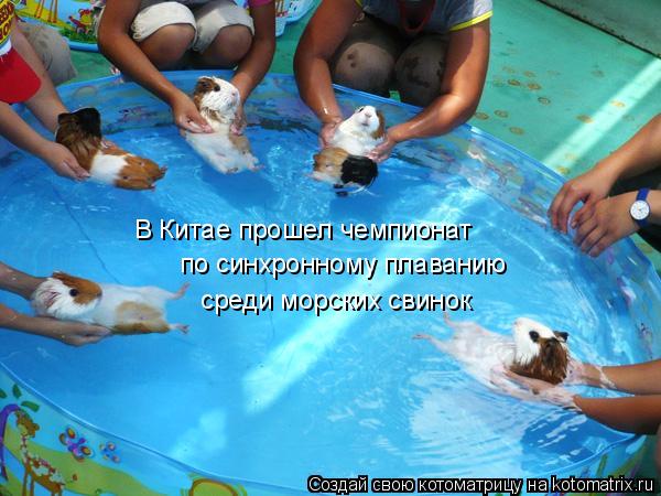 Котоматрица: В Китае прошел чемпионат  по синхронному плаванию среди морских свинок