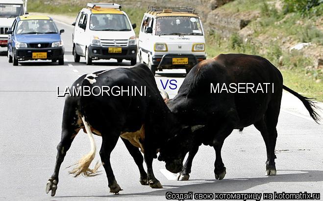 Котоматрица: LAMBORGHINI VS MASERATI
