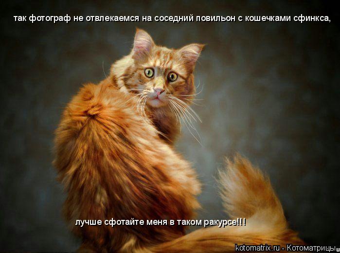 Котоматрица: так фотограф не отвлекаемся на соседний повильон с кошечками сфинкса, лучше сфотайте меня в таком ракурсе!!!