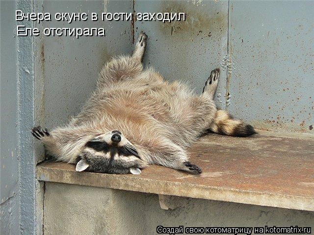 Котоматрица: Вчера скунс в гости заходил Еле отстирала