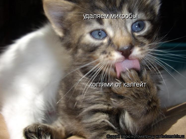 Котоматрица: удаляем микробы  когтями от калгейт