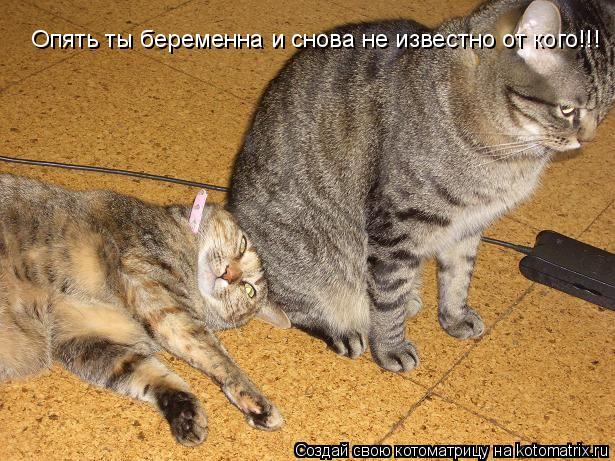 Котоматрица: Опять ты беременна и снова не известно от кого!!!