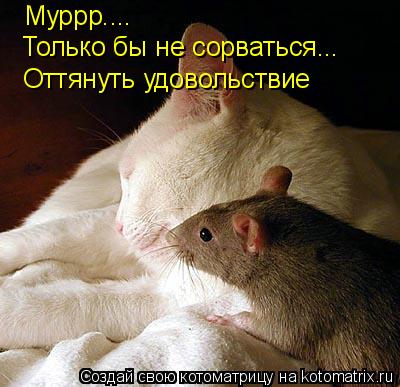 Котоматрица: Муррр.... Только бы не сорваться... Оттянуть удовольствие