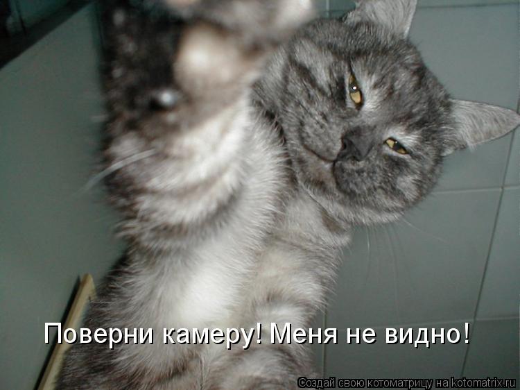 Котоматрица: Поверни камеру! Меня не видно!
