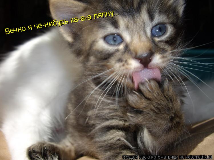 Котоматрица: Вечно я чё-нибудь ка-а-а ляпну...