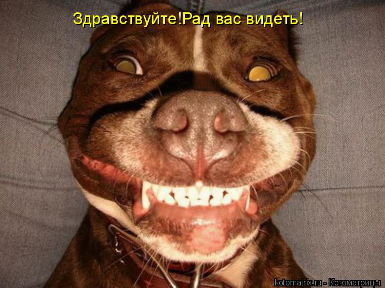 Котоматрица: Здравствуйте!Рад вас видеть!