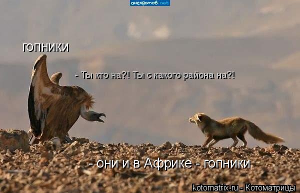 Котоматрица: гопники - они и в Африке - гопники - Ты кто на?! Ты с какого района на?!