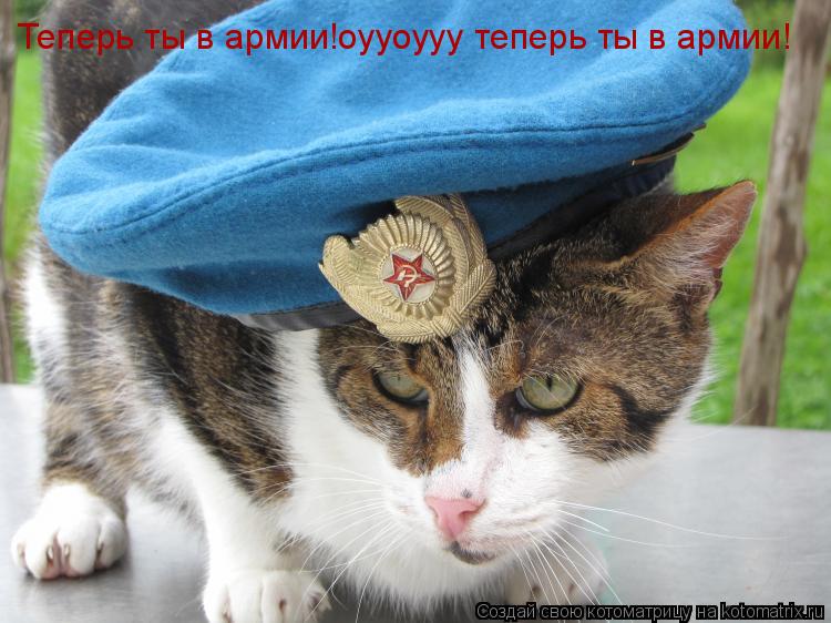 Котоматрица: Теперь ты в армии!оууоууу теперь ты в армии!