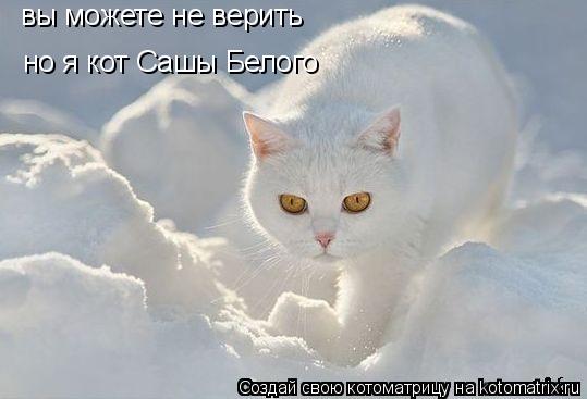 Котоматрица: вы можете не верить но я кот Сашы Белого