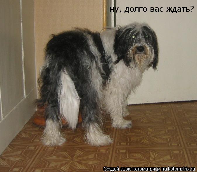 Котоматрица: ну ну, долго вас ждать?