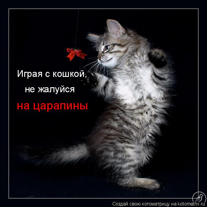 Котоматрица: Играя с кошкой, на царапины не жалуйся