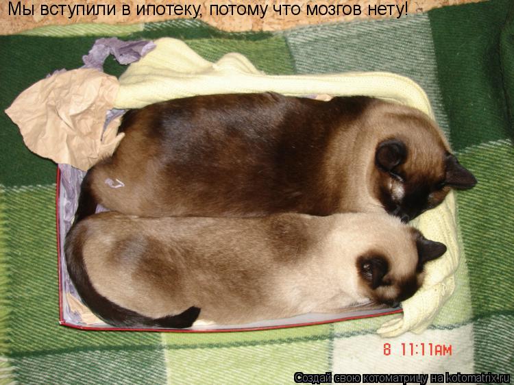 Котоматрица: Мы вступили в ипотеку, потому что мозгов нету!