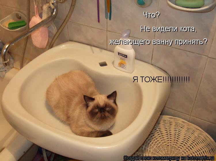 Котоматрица: Что?  Не видели кота,  желающего ванну принять? Я ТОЖЕ!!!!!!!!!!!!