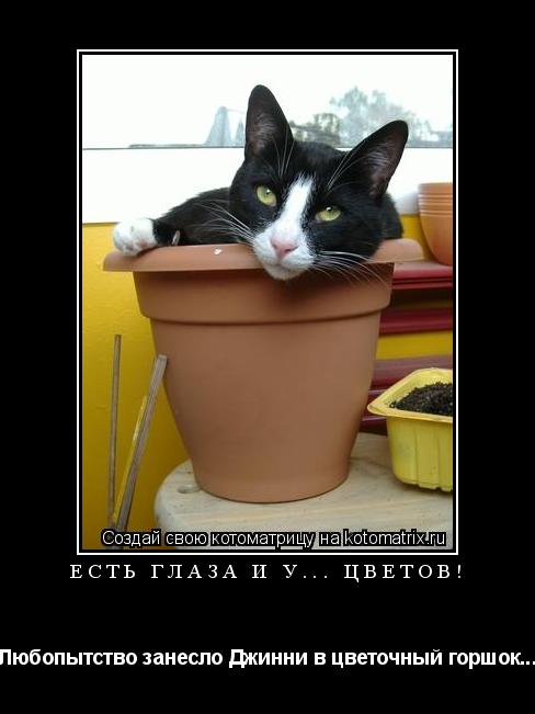 Котоматрица: Есть глаза и у... цветов! Любопытство занесло Джинни в цветочный горшок...