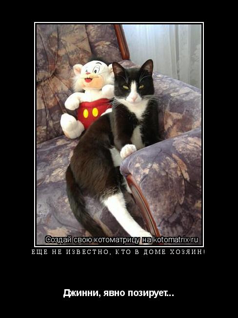 Котоматрица: Ещё не известно, кто в доме хозяин! Джинни, явно позирует...