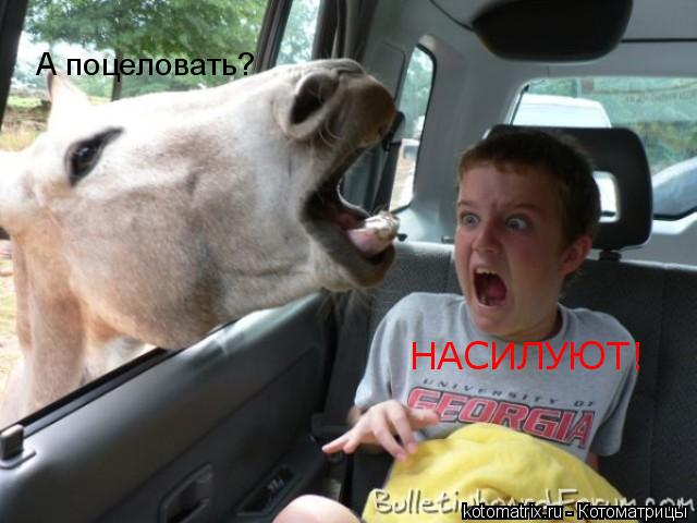 А поцеловать? НАСИЛУЮТ!... Котоматрица: А поцеловать? НАСИЛУЮТ!
