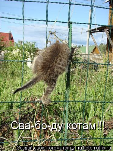 Котоматрица: Сва-бо-ду котам!!!