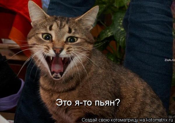 Котоматрица: Это я-то пьян?