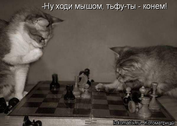 Котоматрица: -Ну ходи мышом, тьфу-ты - конем!