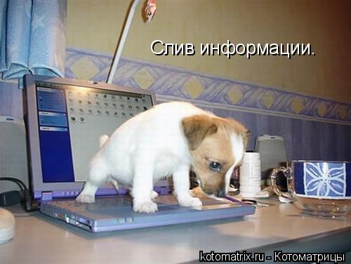 Котоматрица: Слив информации.