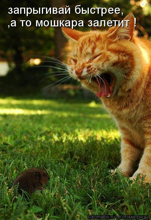 Котоматрица: запрыгивай быстрее, ,а то мошкара залетит !