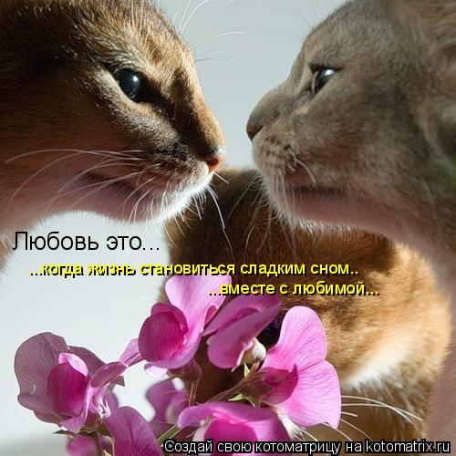 Котоматрица: Любовь это... ...когда жизнь становиться сладким сном.. ...вместе с любимой...