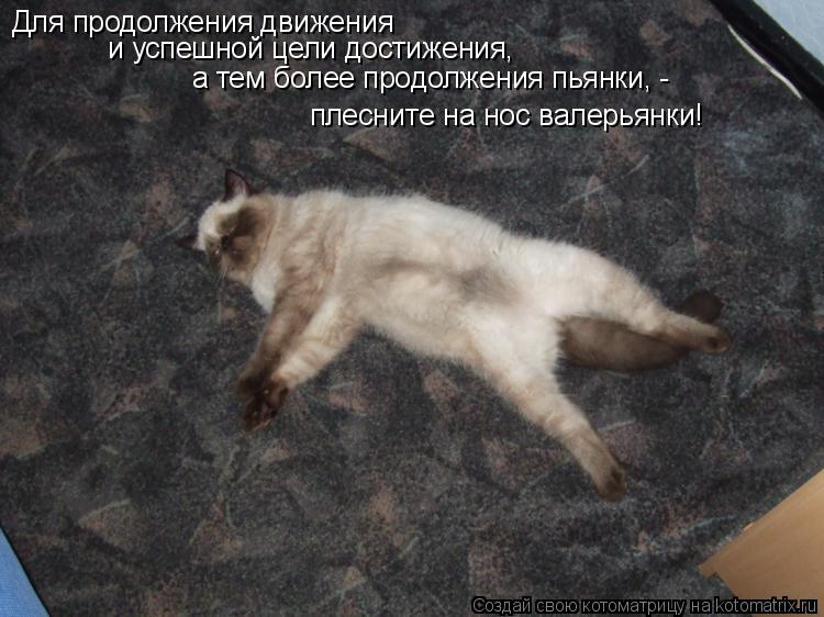 Котоматрица: Для продолжения движения  плесните на нос валерьянки! и успешной цели достижения, а тем более продолжения пьянки, -