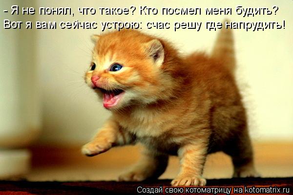 Котоматрица: - Я не понял, что такое? Кто посмел меня будить? Вот я вам сейчас устрою: счас решу где напрудить!