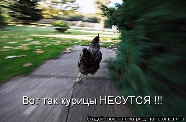 Котоматрица: Вот так курицы НЕСУТСЯ !!!