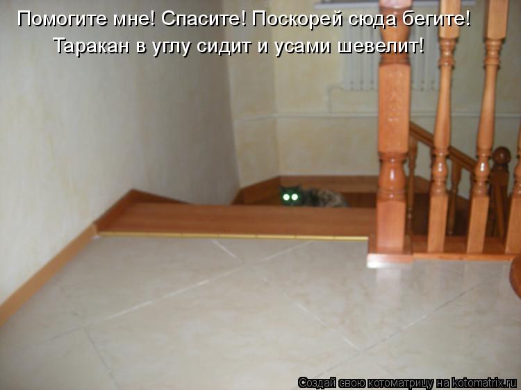 Котоматрица: Помогите мне! Спасите! Поскорей сюда бегите! Таракан в углу сидит и усами шевелит!