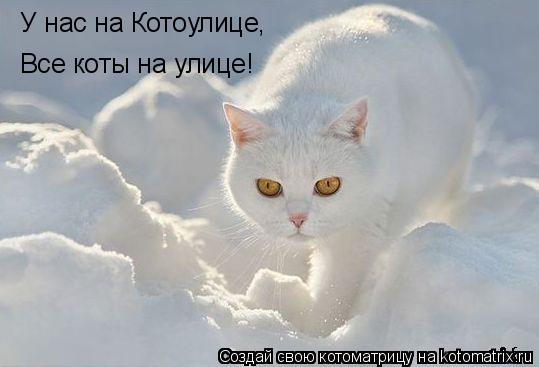 Котоматрица: У нас на Котоулице, Все коты на улице!