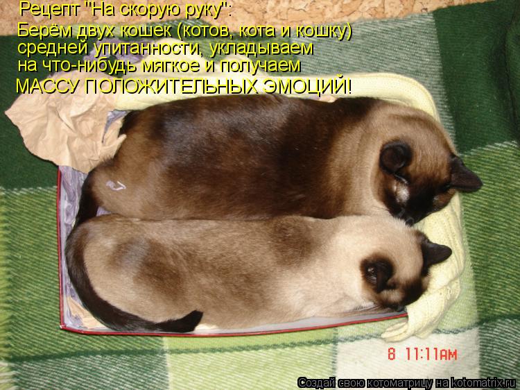 Рецепт "На скорую руку": Берём двух кошек (котов, кота и кошку) средней упитанности, укладываем на ... Котоматрица: Рецепт "На скорую руку": Берём двух кошек (котов, кота и кошку) средней упитанности, укладываем на что-нибудь мягкое и получаем МАССУ ПОЛОЖИ