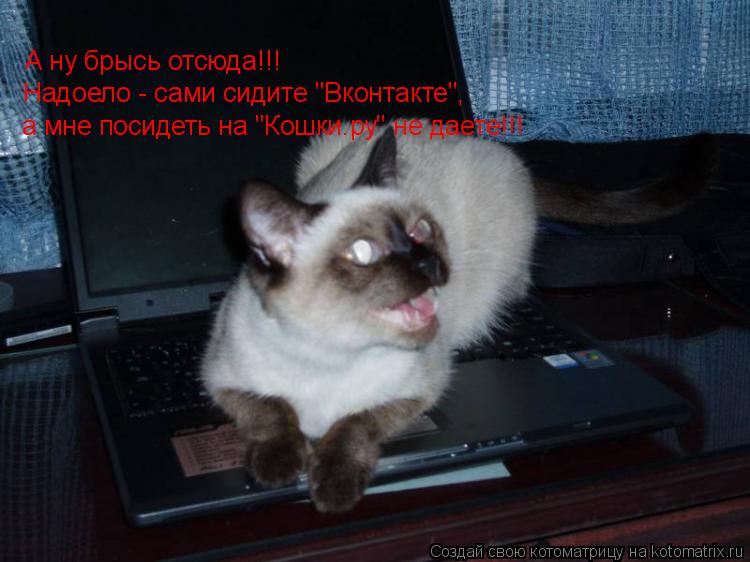 А ну брысь отсюда!!! Надоело - сами сидите "Вконтакте", а мне посидеть на "Кошки.ру" не даете!!!... Котоматрица: А ну брысь отсюда!!! Надоело - сами сидите "Вконтакте", а мне посидеть на "Кошки.ру" не даете!!!