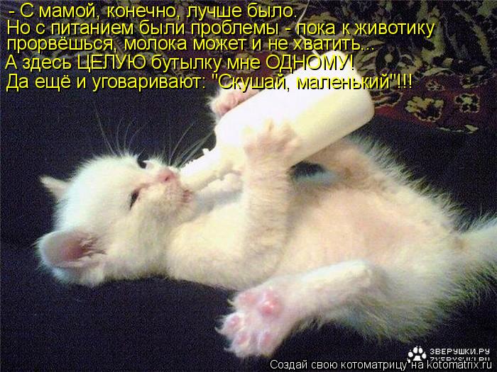 - С мамой, конечно, лучше было. Но с питанием были проблемы - пока к животику прорвёшься, молока мож... Котоматрица: - С мамой, конечно, лучше было. Но с питанием были проблемы - пока к животику прорвёшься, молока может и не хватить... А здесь ЦЕЛУЮ бутылку мне