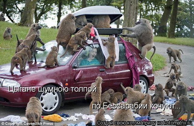 Цыгане шумною толпой по Бессарабии кочуют...... Котоматрица: Цыгане шумною толпой по Бессарабии кочуют...