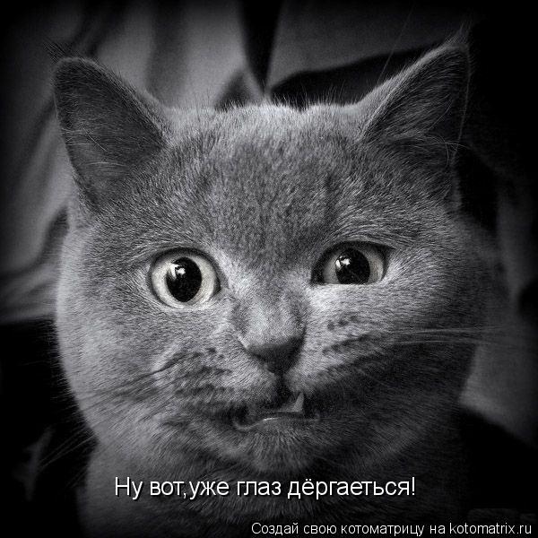 Котоматрица: Ну вот,уже глаз дёргаеться!