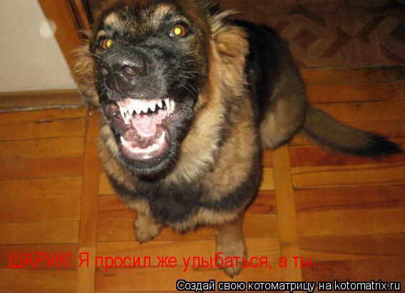 Котоматрица: ШАРИК! Я просил же улыбаться, а ты...