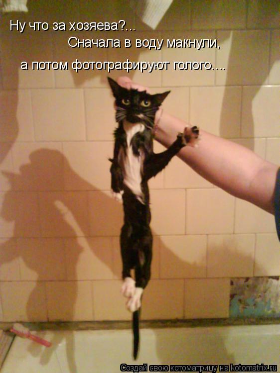 Котоматрица: Ну что за хозяева?... Сначала в воду макнули, а потом фотографируют голого....
