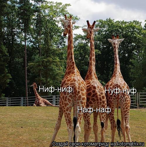 Котоматрица: Ниф-ниф Наф-наф Нуф-нуф