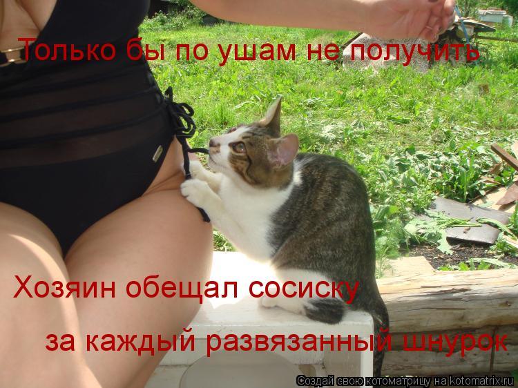Котоматрица: Только бы по ушам не получить Хозяин обещал сосиску за каждый развязанный шнурок