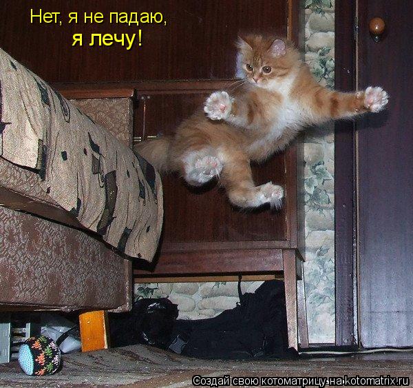 Котоматрица: Нет, я не падаю, я лечу!
