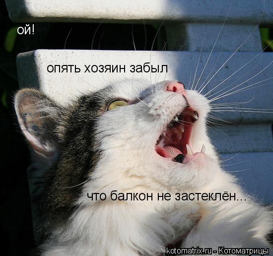 Котоматрица: ой! опять хозяин забыл что балкон не застеклён...
