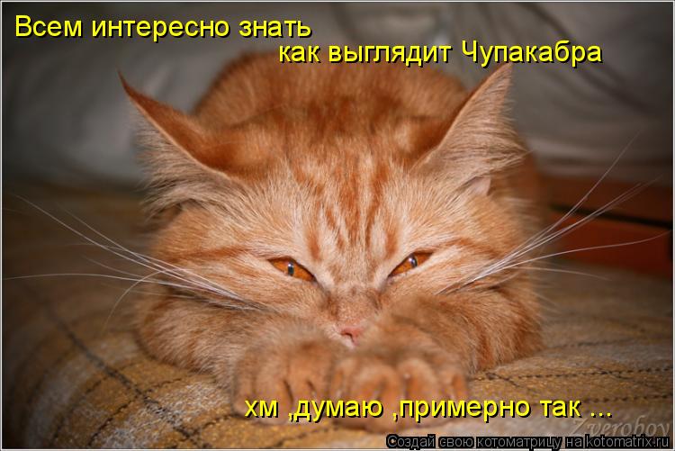 Котоматрица: Всем интересно знать  как выглядит Чупакабра хм ,думаю ,примерно так ...